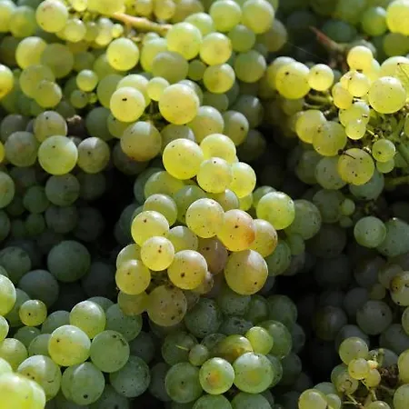 Ferienweingut Wolfgang Adamy *