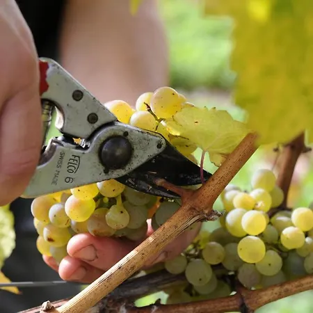 Ferienweingut Wolfgang Adamy בית הארחה 3*