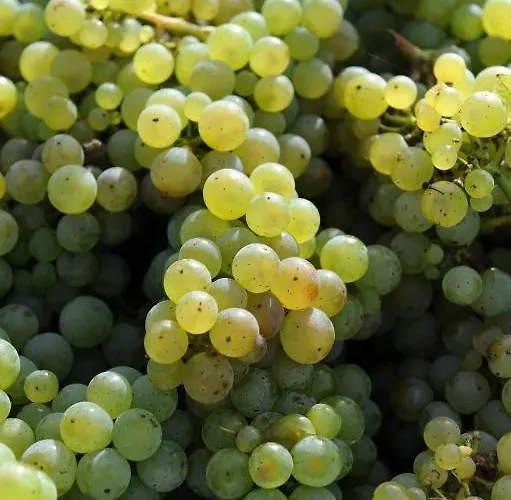 Ferienweingut Wolfgang Adamy 3*