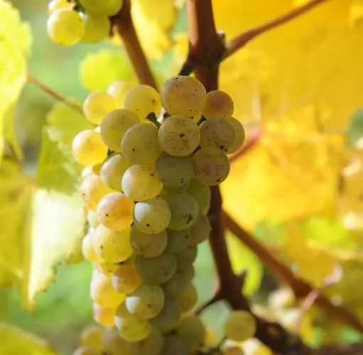 Ferienweingut Wolfgang Adamy