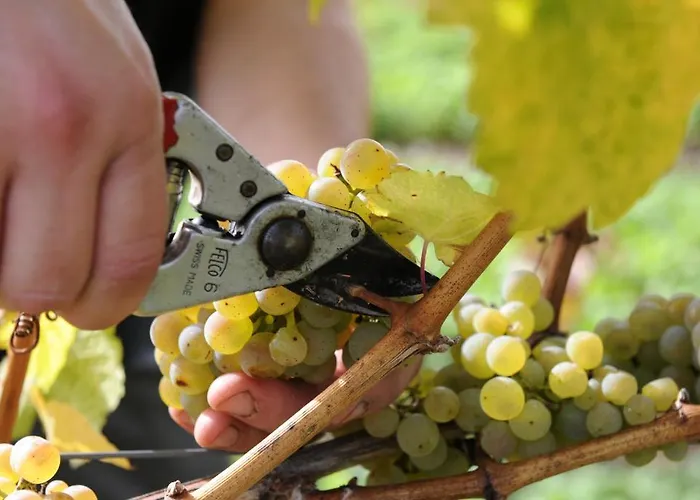 Ferienweingut Wolfgang Adamy Casa de hóspedes 3*